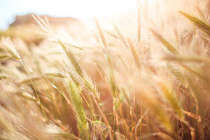 bio 2017 en croissance